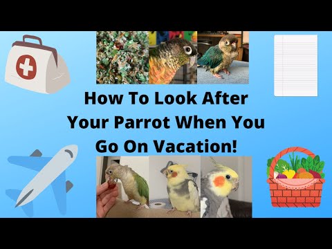 How To Look After Your Parrot When You Go On Vacation / Holiday | Parrot Care | WarGamingParrot