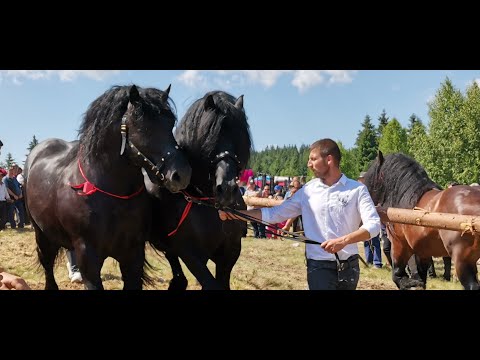 Riding stallions of Mr. Cristian Boiton from Blaj