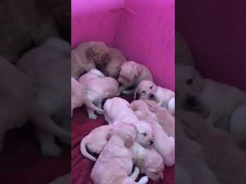 download lagu mp3 mp4 Dogs For Sale In Philadelphia, download lagu Dogs For Sale In Philadelphia gratis, unduh video klip Dogs For Sale In Philadelphia