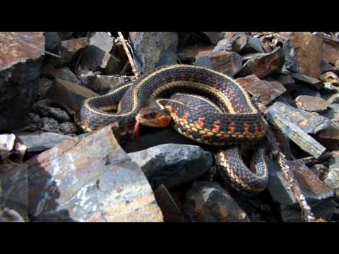 A Minute with Nature - Warm-Blooded and Cold-Blooded Animals