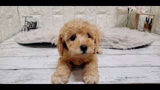 トイプードルの動画01