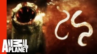 Killer Cat Scratch | Monsters Inside Me