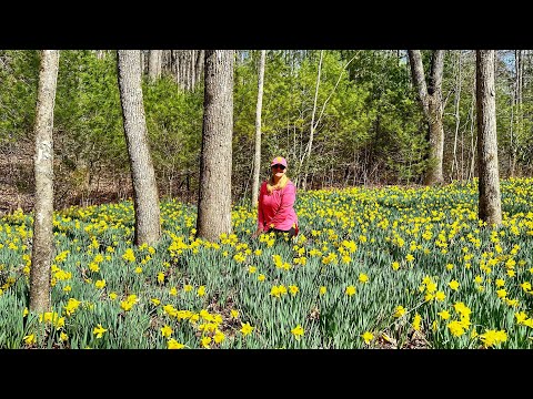 Daffodil Flats via Leadmine & Unnamed trail - Linville Gorge Wilderness - NC - Hike Vlog 62