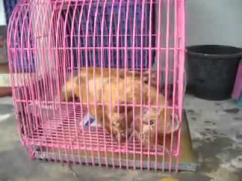 โรคสะเก็ดเงินของเส้นผมหนังศีรษะอาจตกอยู่ว่า ทารกสามารถเป็นโรคสะเก็ดเงิน