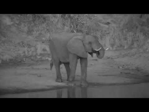 Djuma: Lone Elephant after the herd drinks at the dam - 18:11 - 10/03/2023