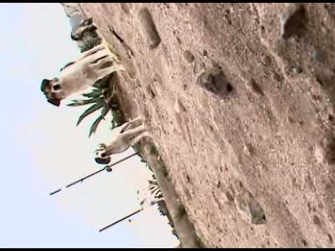 Francis Alÿs El Gringo