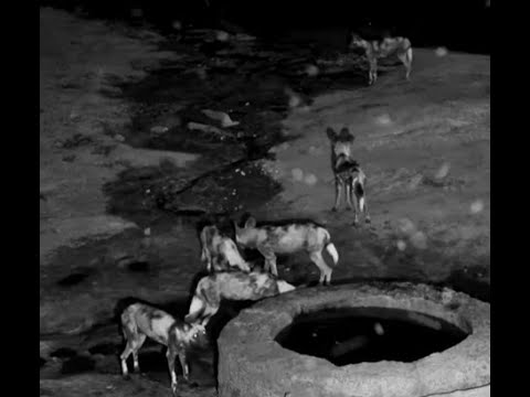 African Wild Dogs at Hyena Camp Pan