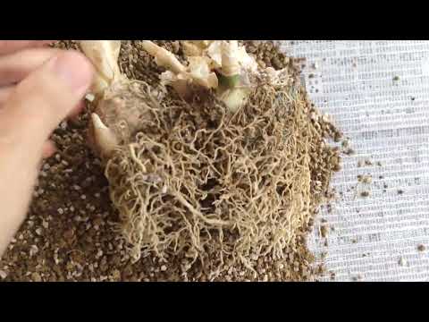 園芸 ボーデン・ネリネ