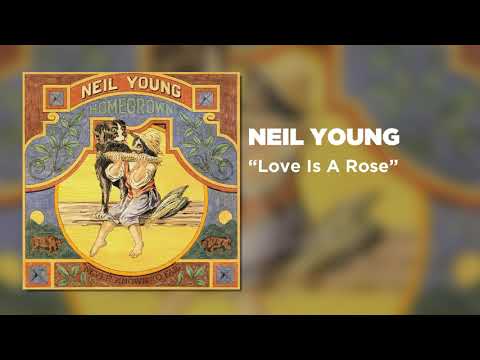 Love Is A Rose cover