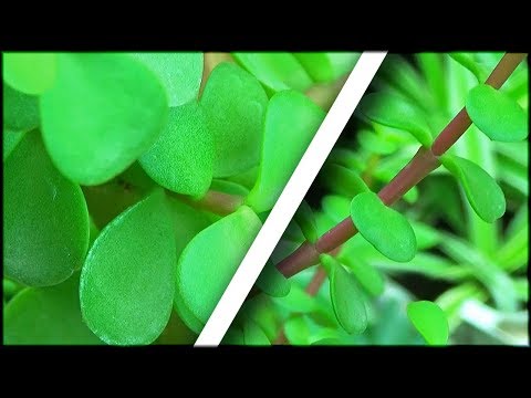 download lagu mp3 mp4 J Plant, download lagu J Plant gratis, unduh video klip J Plant