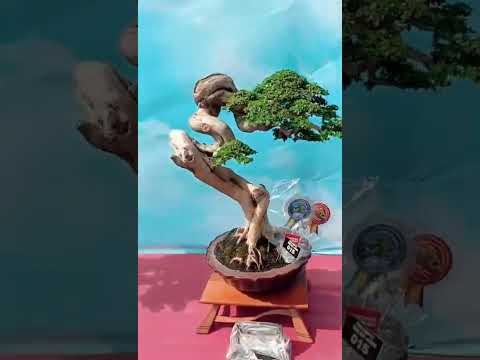 BONSAI
