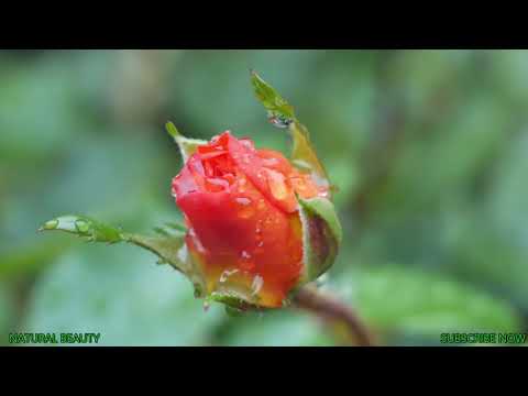 Breathtaking Colors of Nature in 4K UHD Beautiful Butterflies & Flowers - Relaxing Music