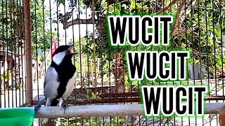 Download lagu GLATIK WUCIT2 PANJANG | Gelatik Batu Gacor | Glatik Ngerol untuk Pancingan Gelatik Batu mp3 Download lagu GLATIK WUCIT2 PANJANG | Gelatik Batu Gacor | Glatik Ngerol untuk Pancingan Gelatik Batu mp3