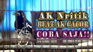 Download lagu ANIS KEMBANG NRITIK AJA BUAT PANCINGAN ANIS KEMBANG BIAR BUNYI mp3