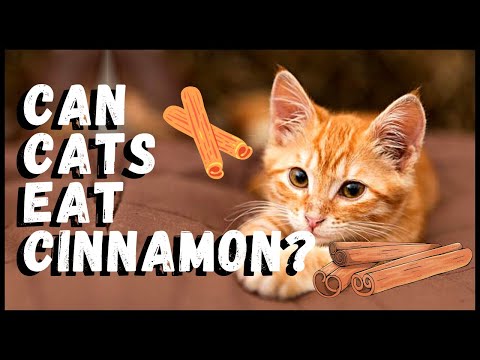 Can Cats Eat Cinnamon?