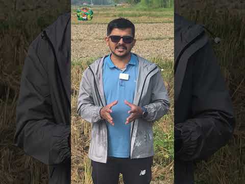 तोरी धेरै फलाउने १० टिप्स || Rapeseed Mustard Canola Cultivation Technique