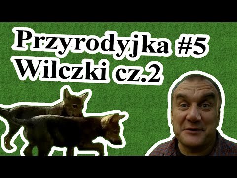 Przyrodyjka #5 Wilczki część 2