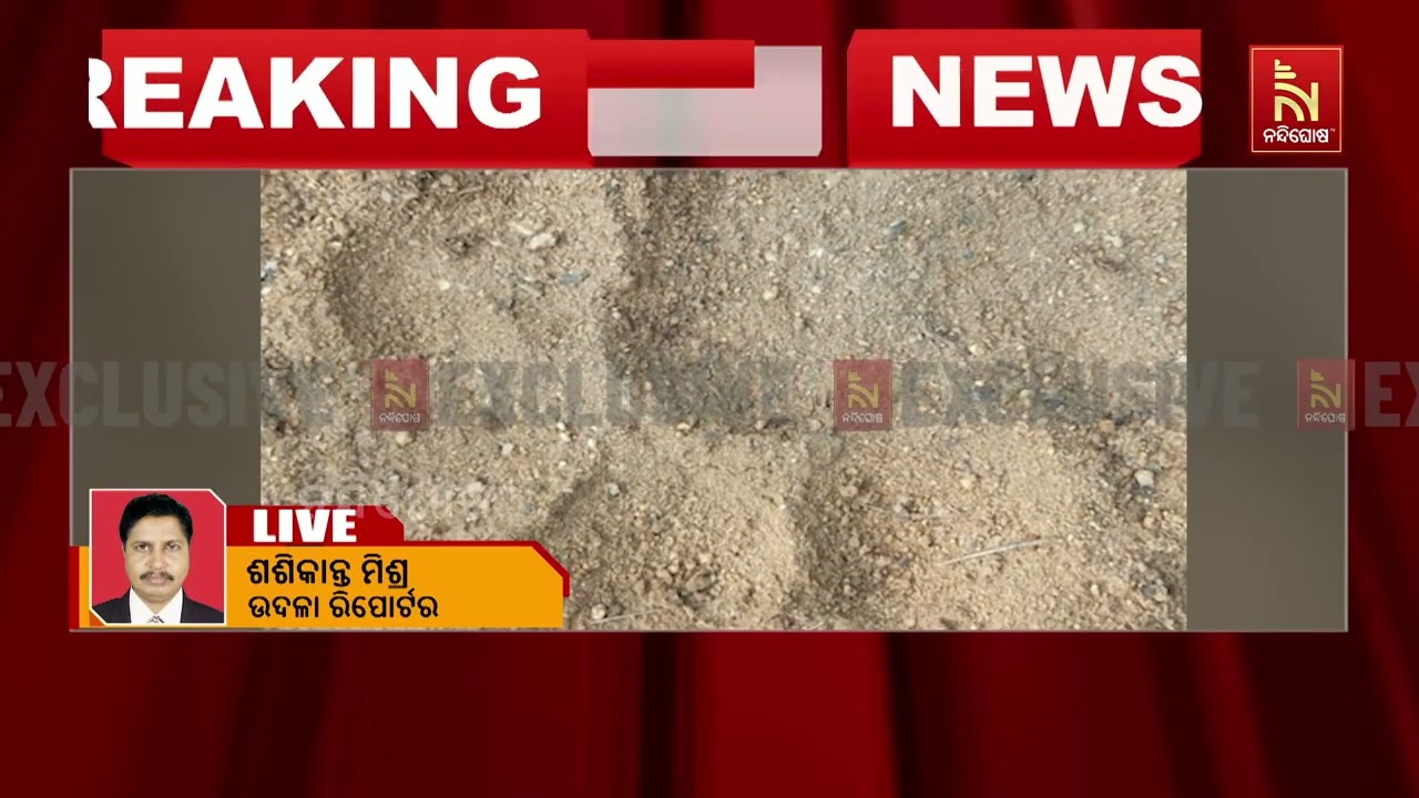 କପ୍ତିପଦା ବନାଞ୍ଚଳରେ ବାଘ ମାରୁଛି ଗୋରୁ। ଆତଙ୍କିତ ଅବସ୍ଥା?