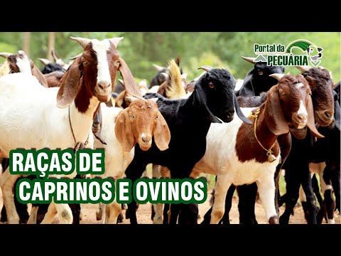 , title : 'Raças de caprinos e ovinos'