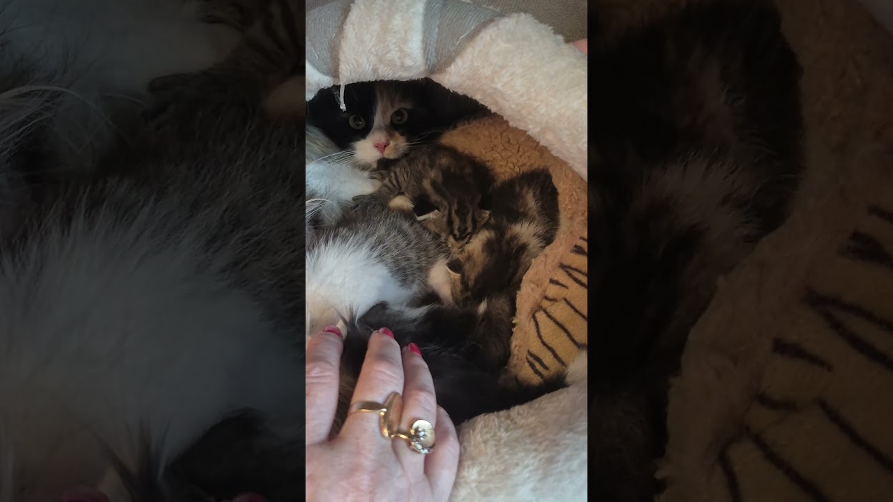 Lulu, a ADOPTABLE Calico in Dartmouth, NS video 4/6