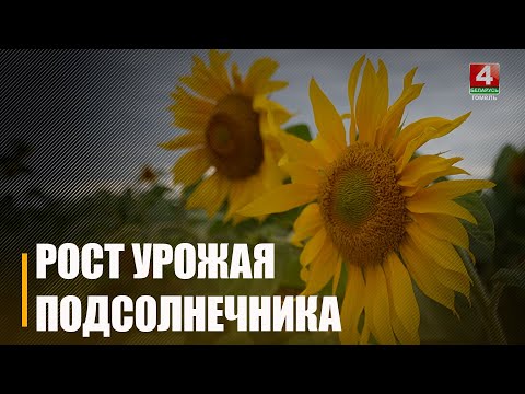 Повышение урожая подсолнечника ожидает Ветковщина