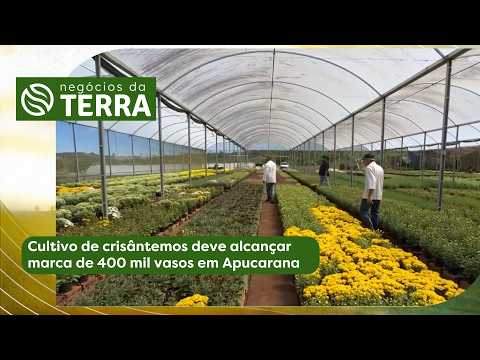 Cultivo de crisântemos alcança marca de 400 mil vasos em Apucarana - Negócios da Terra (25/10/2026)