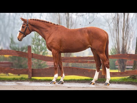 CHACCO BETA (Chacco-Blue x Baloubet du Rouet x Stakkato) *2013, OS, mare