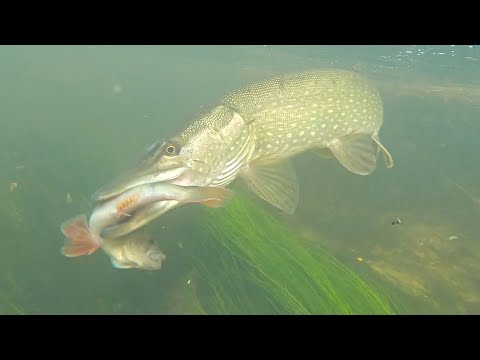 Amazing Pike Attacks Of 2021!