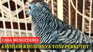 Download lagu Cara mengetahui khodam yoni perkutut dengan cara menghitung sisik kaki@perkututklangenanchannel7514 mp3
