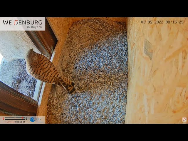Live webcam view of Altes Rathaus Kestrel Cam