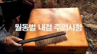 월동벌 내검 할 때 주의할 사항. 여왕벌 망실 예방, 봉군안정