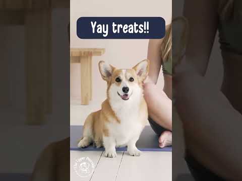 Can Dogs Eat Honeydew?