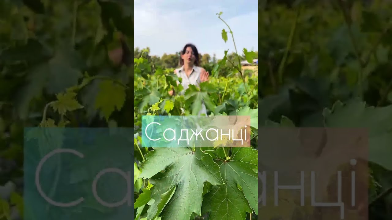 НАШІ САДЖАНЦІ thumbnail