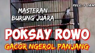 Download lagu POKSAY ROWO GACOR NGEROL PANJANG đź”´ FULL SATU JAM Masteran paling ampuh mp3 Download lagu POKSAY ROWO GACOR NGEROL PANJANG đź”´ FULL SATU JAM Masteran paling ampuh mp3