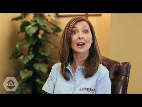 How can I tell a carpenter bee from a bumble bee?