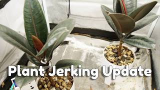Plant Experiments, The Plant Wall, And Planks