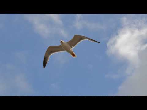 Ein Gefühl vom Leben