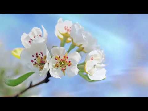 Mariana Somesan - De ce porti tu povara?