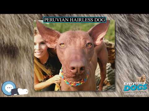 Peruvian Hairless Dog 🐶🐾 Everything Dog Breeds 🐾🐶