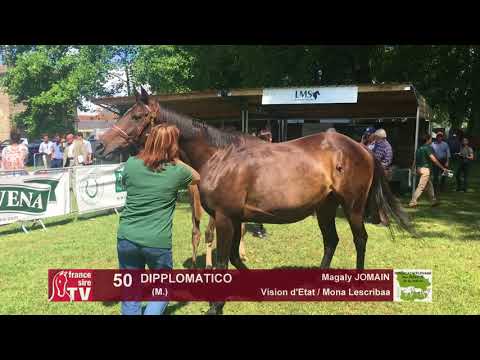 Sprinter Sacré Show 2018 : Lot 50 - DIPPLOMATICO