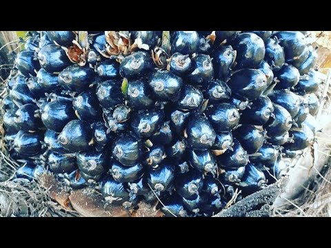 OIL PALM palm oil #shorts #oil palm #oiledet