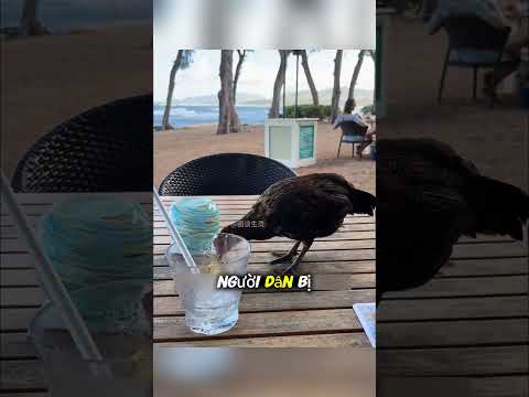 Đảo Kauai bị gà hoang chiếm lĩnh #short