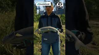 Coregonus Diamante  🐟💎 Diamond Mountain Whitefish Call of the Wild The Angler #shorts