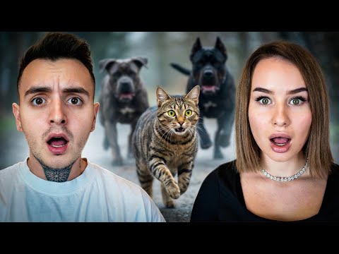 PISICA NOASTRA A FOST ATACATA DE CAINI