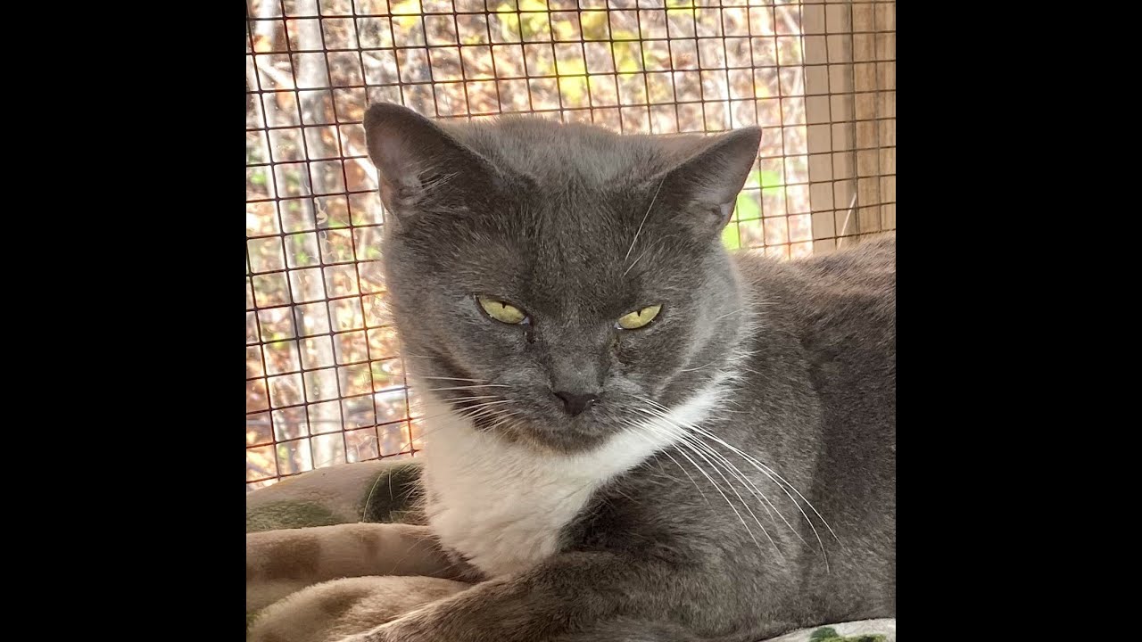 Stella, a Adoptable Domestic Short Hair in Kittanning, PA video 4/4