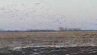 preview picture of video 'Geese spring migration 09'
