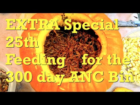 300-day African nightcrawler worm bin's EXTRA SPECIAL 25th meal - vermicompost