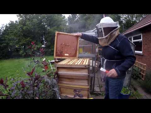 Beehive Inspection 27 Aug 2018 Stung twice