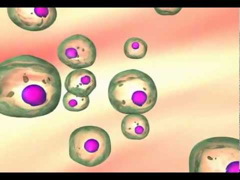 Carcinogenesis: The transformation of normal cells to cancer cells