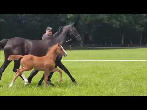 "Beniro" HF von Bon Vivaldi x De Niro (StPrSt) x Wendland